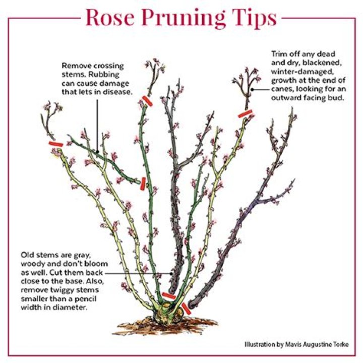 When should overgrown roses be pruned?