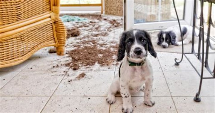 When should you punish a puppy?
