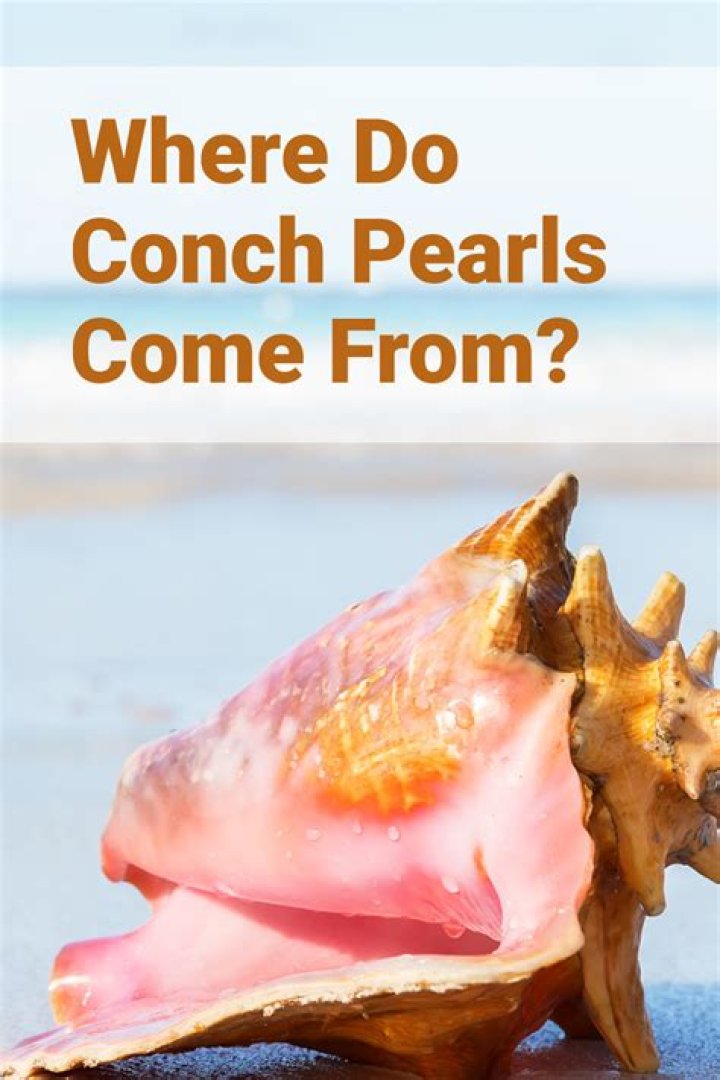 Where can you find conch shells?