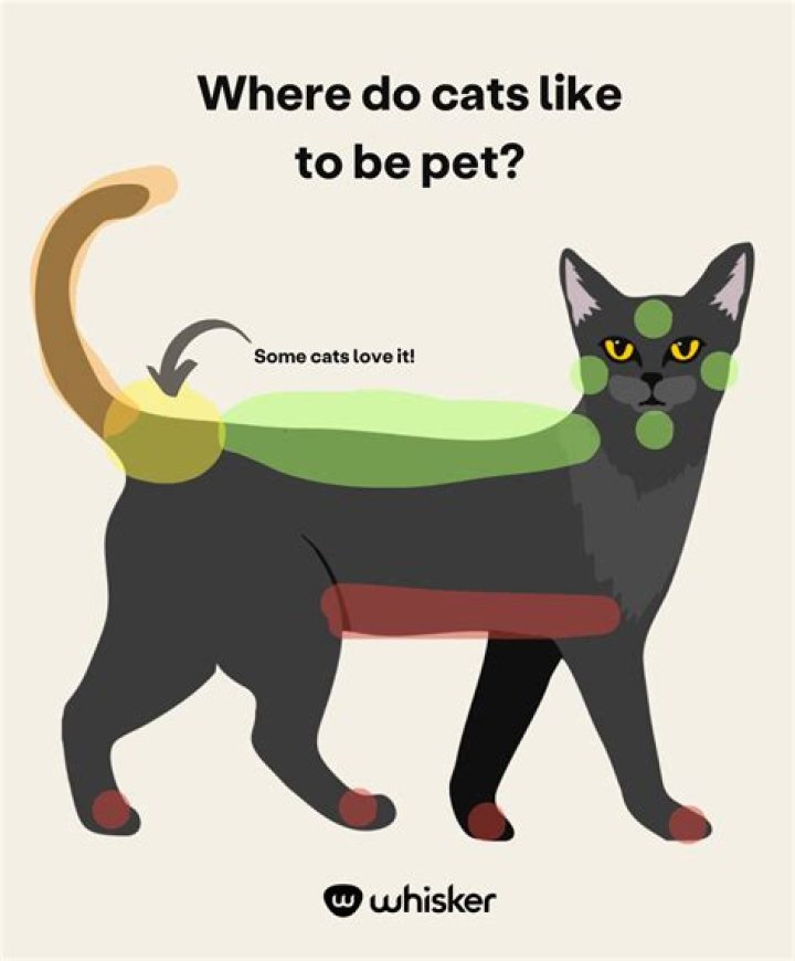 Where do cats like to be rubbed most?