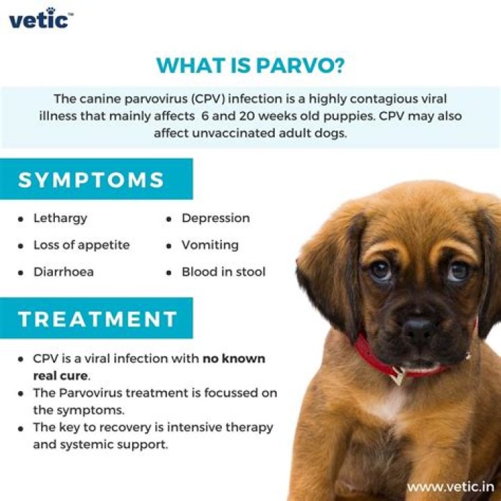 Where do dogs get parvo from?