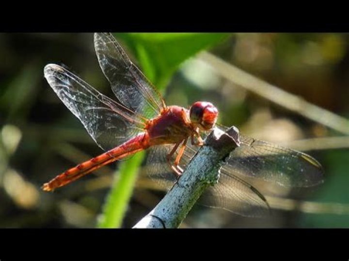 Where do dragon flies live?