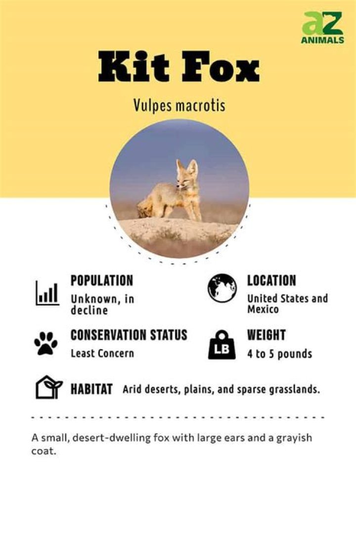 Where do kit foxes find shelter?