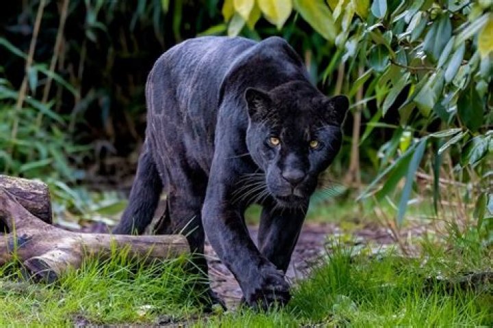 Where does a black jaguar live?