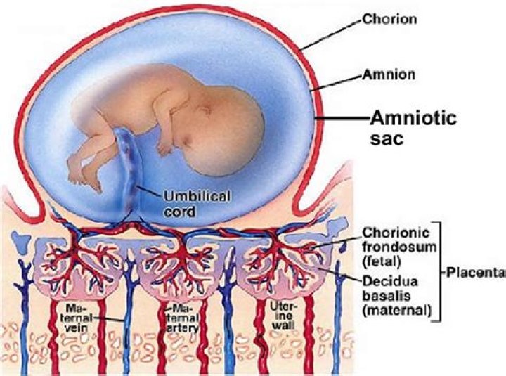 Where does the amnion come from?