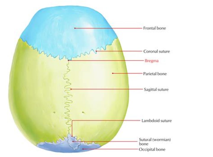 Where is the Bregma?