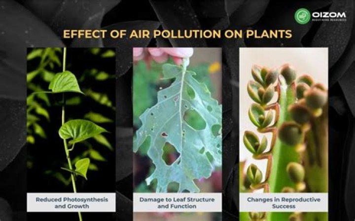 Which air pollutant affect plant the most?