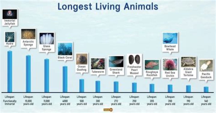 Which animal has the longest name?
