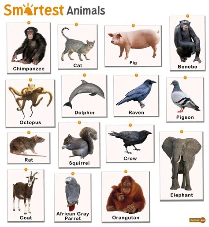Which animal is gentle?