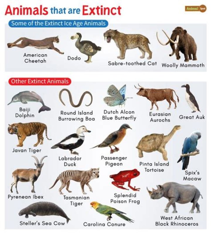 Which animal is not born alive?