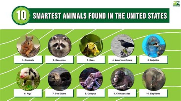 Which animal is the king of water?