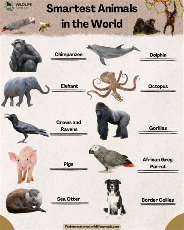 Which animal is very intelligent?
