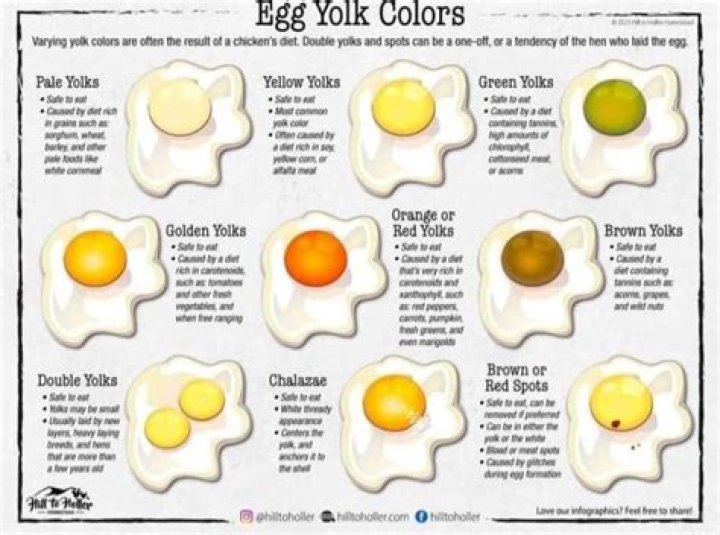 Which bird gives double yolk eggs?