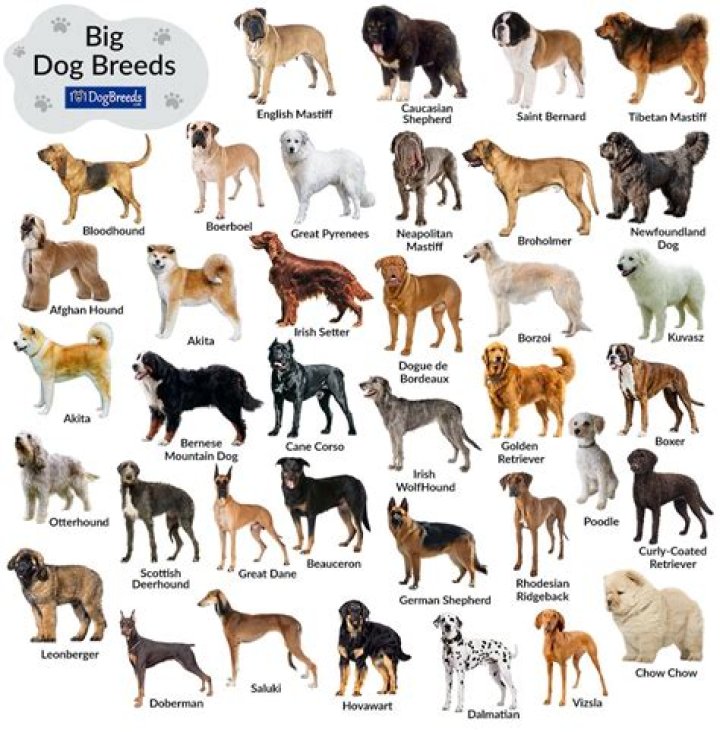 Which breed of dog can be left alone?