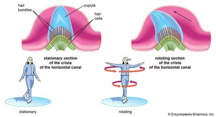 Which inner ear structure is responsible for the sensation of rotational acceleration?