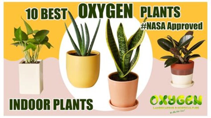 Which plant is best for oxygen?