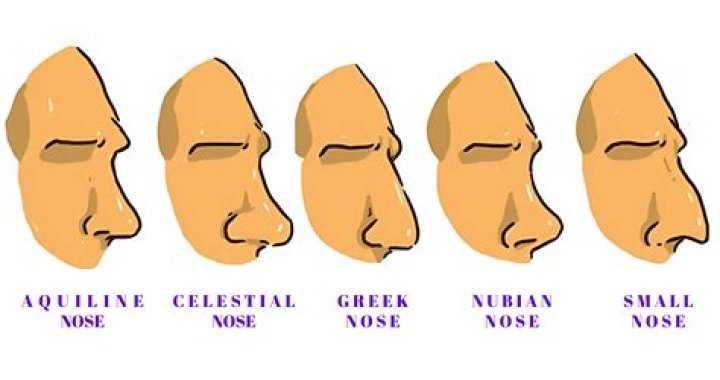 Which type of nose is most attractive?