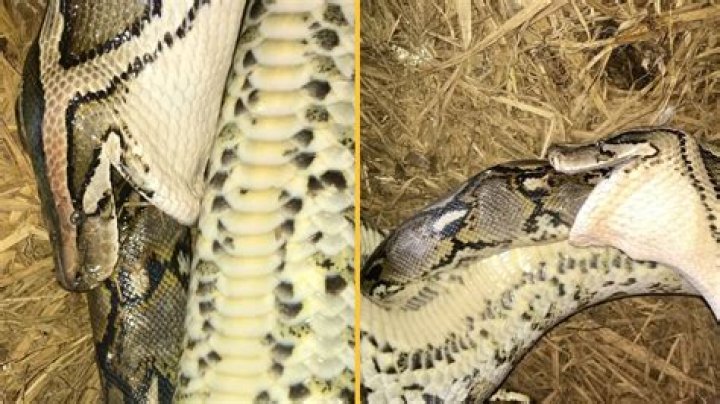 Who eats python?