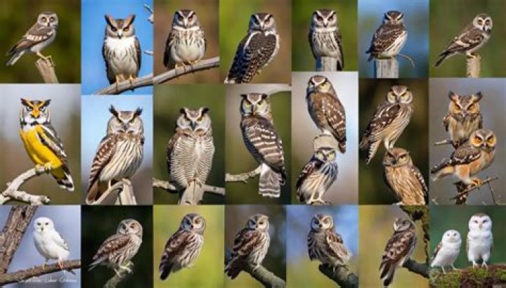 Who got 12 OWLs?