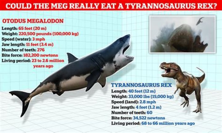 Who has a stronger bite force T Rex or megalodon?