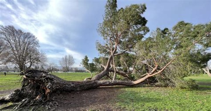 Who owns a fallen tree?
