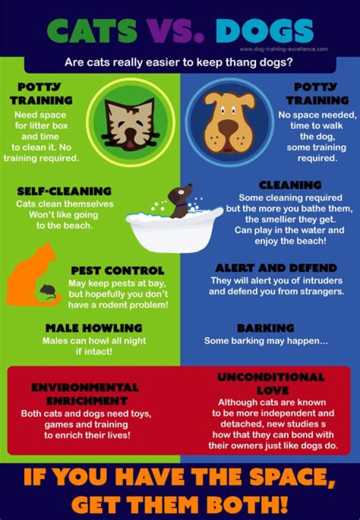 Why are cats mean to dogs?