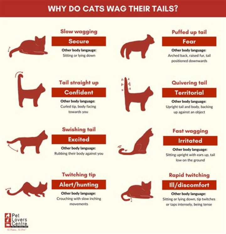 Why are cats not Spelt as Kat?