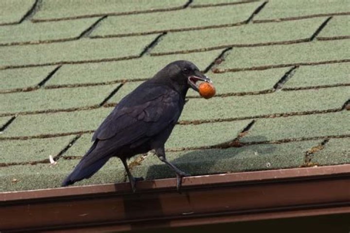 Why are crows banging on my roof?