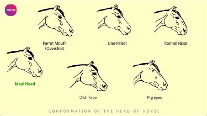 Why are horses head shy?