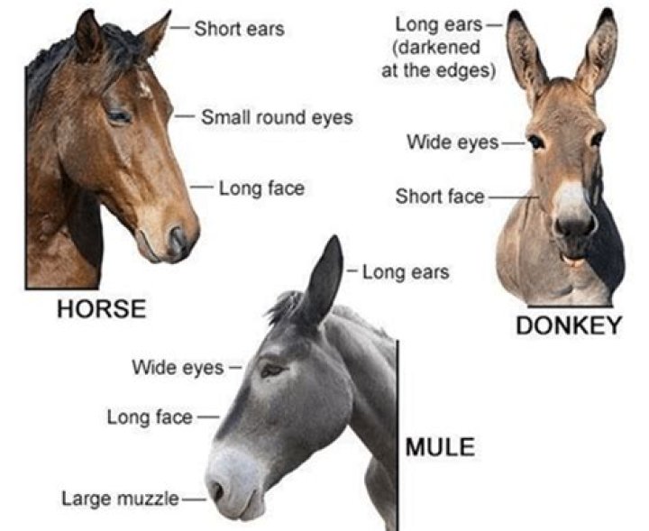 Why are mules sterile?