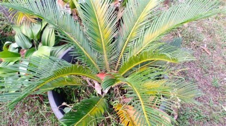 Why are palm leaves turning yellow?