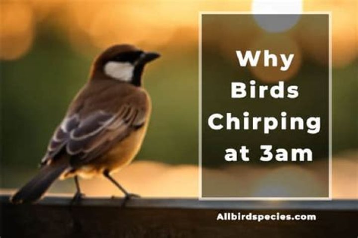 Why are the birds chirping at 3am?