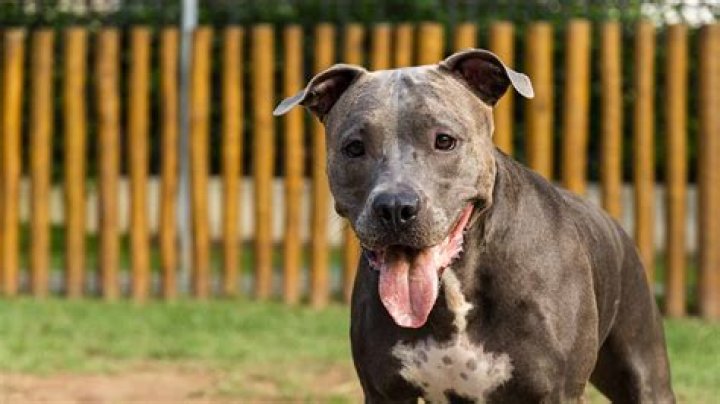 Why are they called blue nose pitbulls?