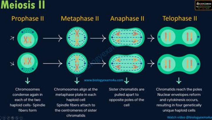 Why are two phases of meiosis necessary?