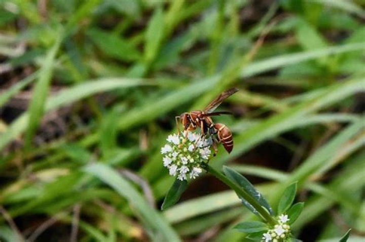 Why are wasps in my grass?