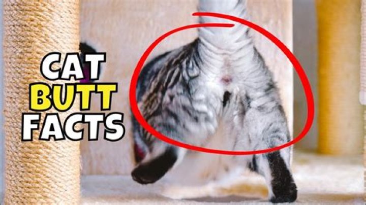 Why do cats Buttholes stink?