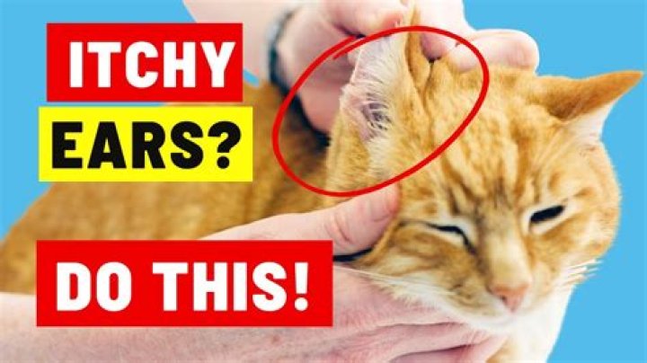 Why do cats clean behind their ears before it rains?