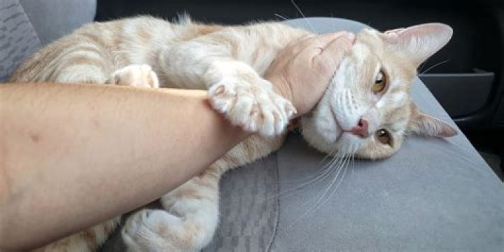 Why do cats knead me?