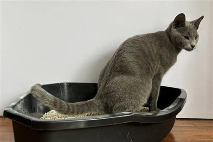Why do cats meow before using litter tray?