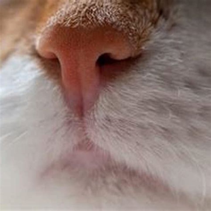 Why do cats nudge you?