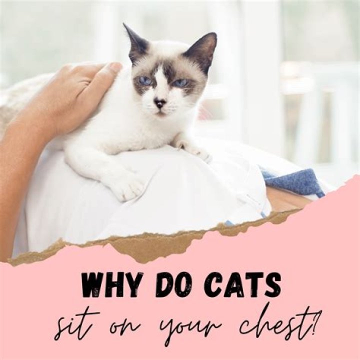 Why do cats sit on your chest healing?