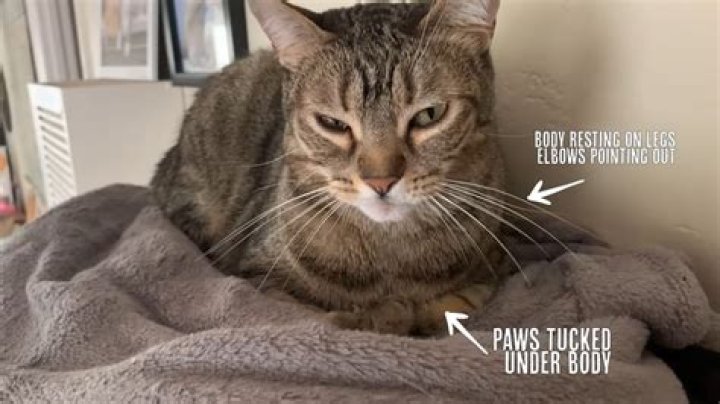Why do cats sit with paws tucked under?