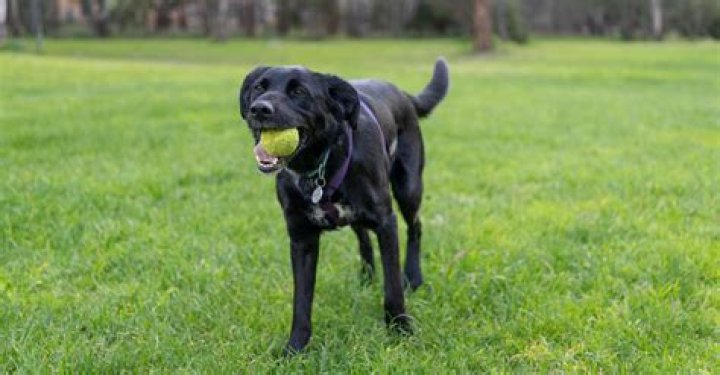 Why do dogs balls turn black?
