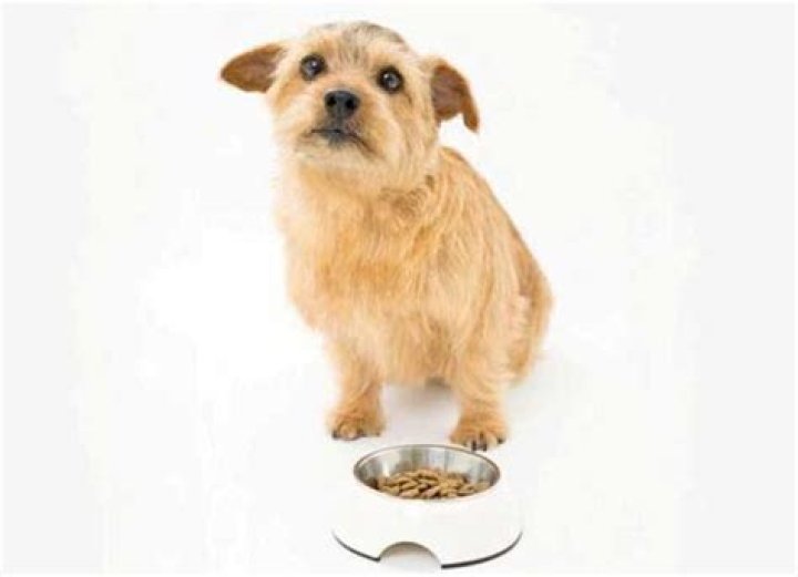 Why do dogs eat until they throw up?