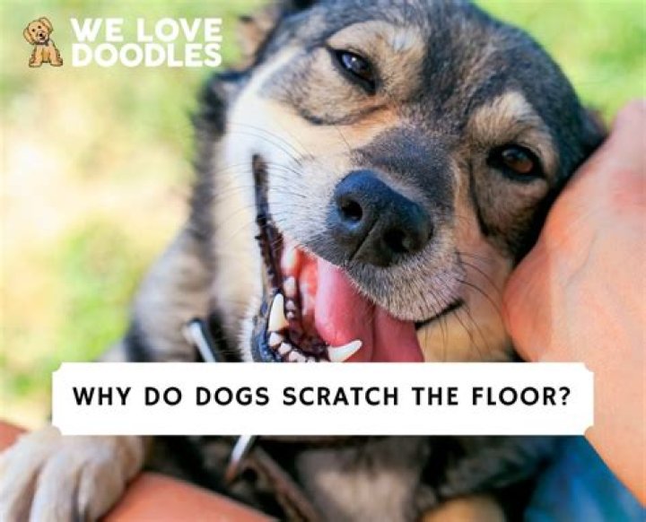 Why do dogs scratch at the floor before they lay down?
