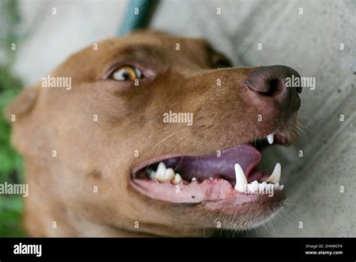 Why do dogs smile with mouth closed?