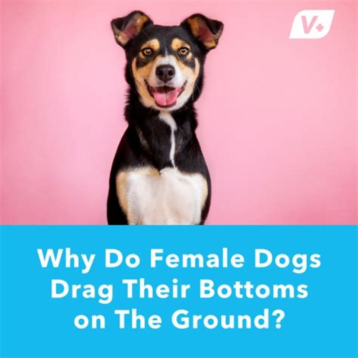 Why do female dogs drag their bottoms on the ground?
