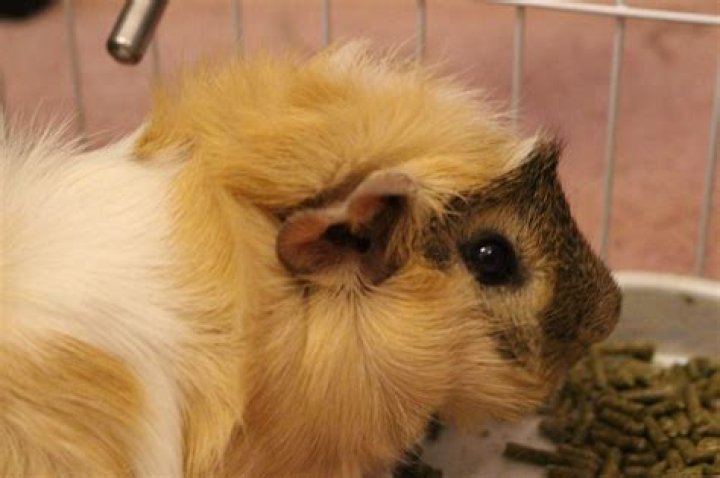 Why do guinea pigs lick their pee?