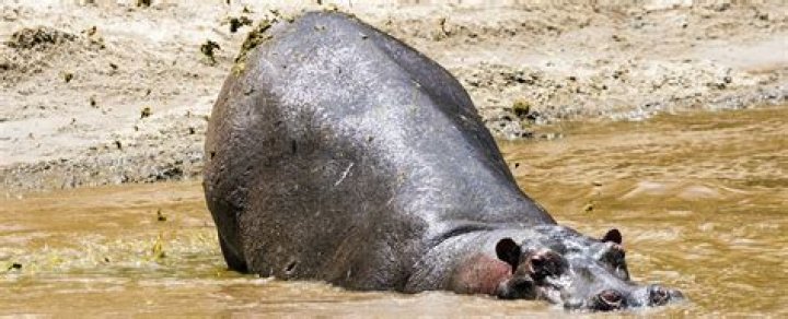 Why do hippos spray poop?
