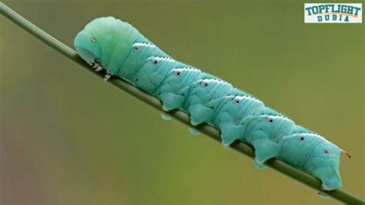 Why do hornworms turn blue?
